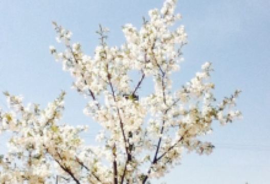 Starbucks Coffee Anjo Hyakkoku美食图片