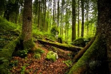 魔法森林-拉姆绍-doris圈圈