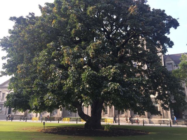 Trinity College