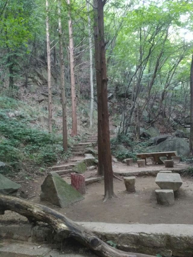 수탉 산
