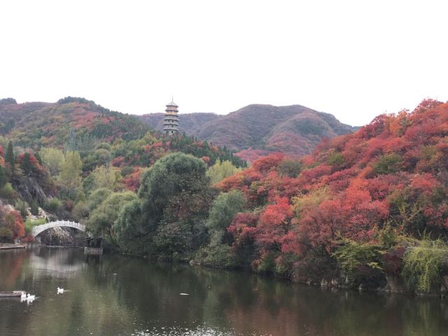 홍엽곡