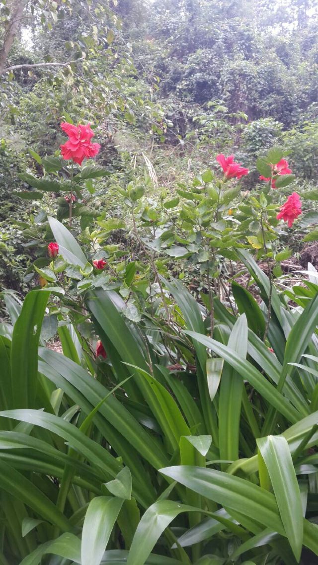 Wuzhishan Tropical Rainforest