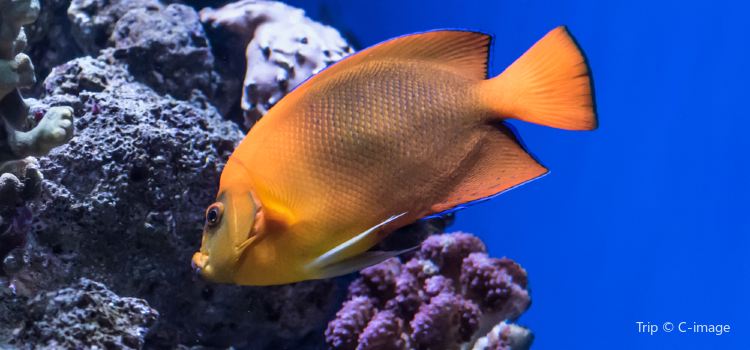 Www fish aquarium places in torrancecom Www fish aquarium places in torrancecom