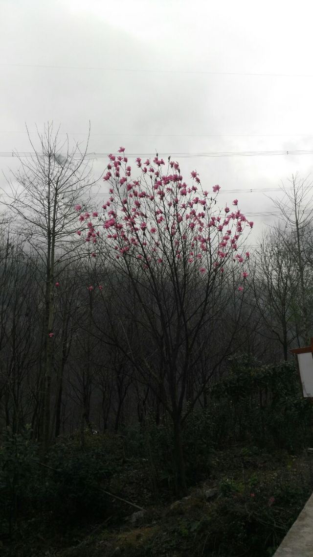 九皇山猿王洞