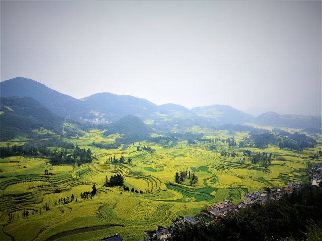 Luoping Canola Flower Ocean