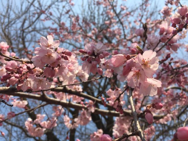Osaka Castle Park