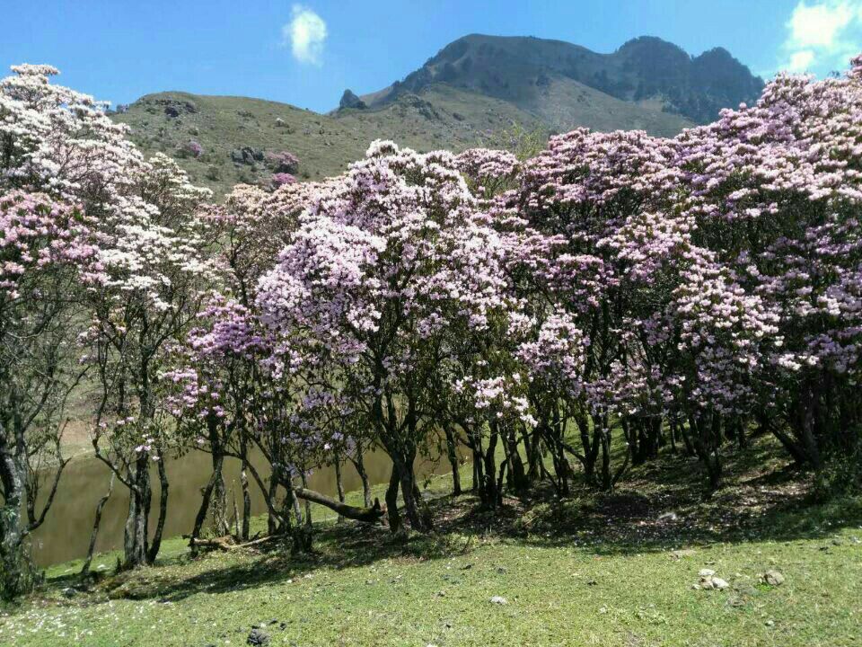 凉山州杜鹃花