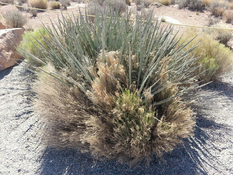 西峡谷上的沙漠植物
