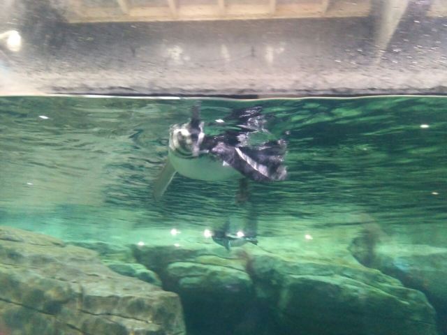 Qujiang Polar Ocean Park