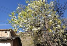 世外梨园景点图片