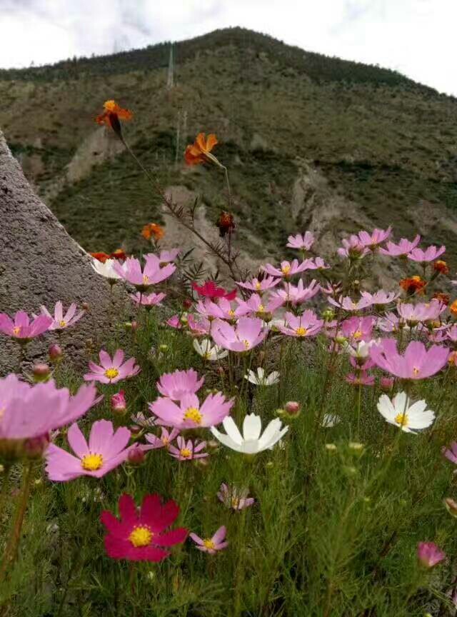 草原上的格桑花