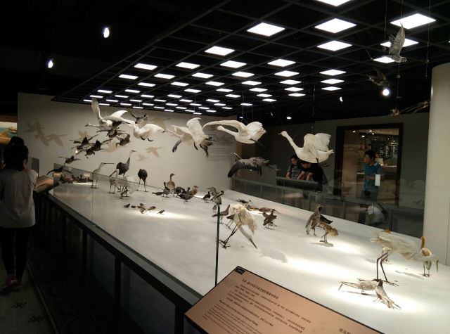 Shanghai Natural History Museum