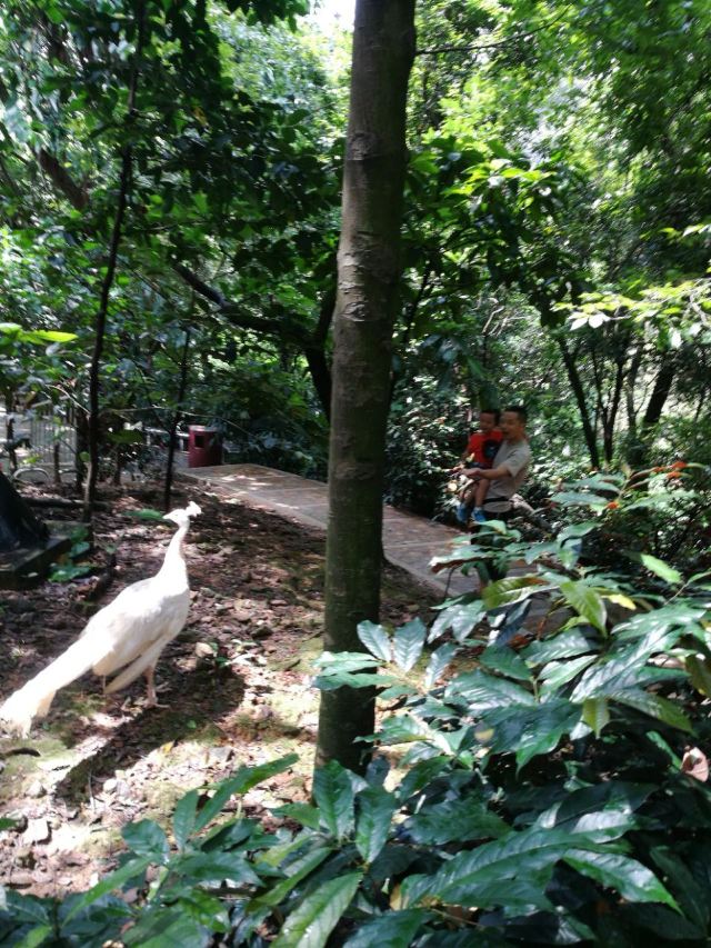 Baiyun Mountain