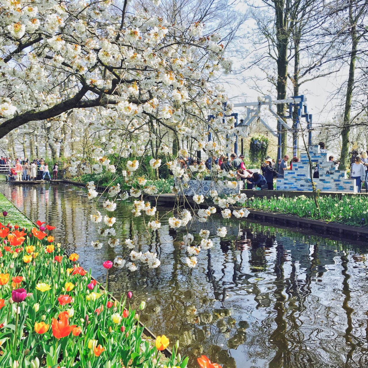 风车之国荷兰 明信片之都阿姆斯特丹 漫步花海
