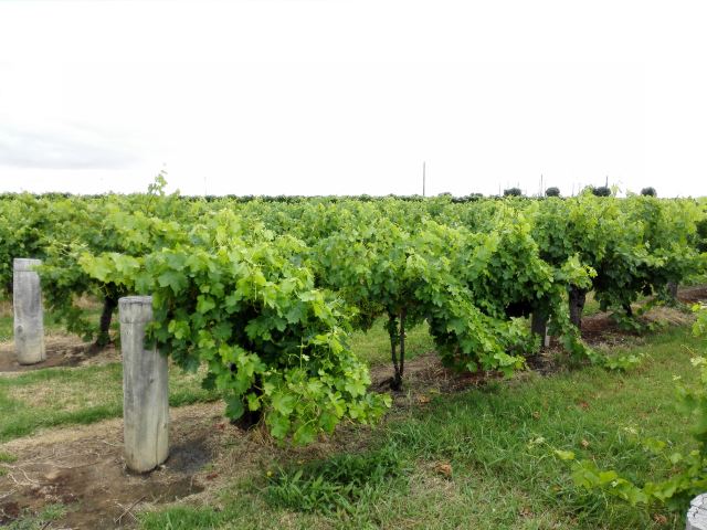 Wynns Coonawarra Estate
