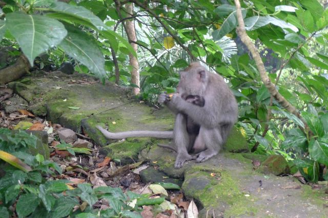 Ubud Monkey Forest