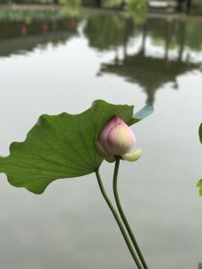 曾园赵园-常熟-YoYo_8F7A4K1J