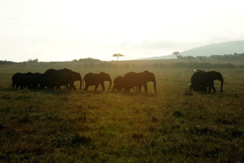 非洲象的家园：Amboseli National Park