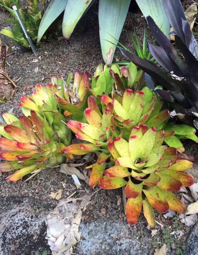 Cairns Botanic Gardens