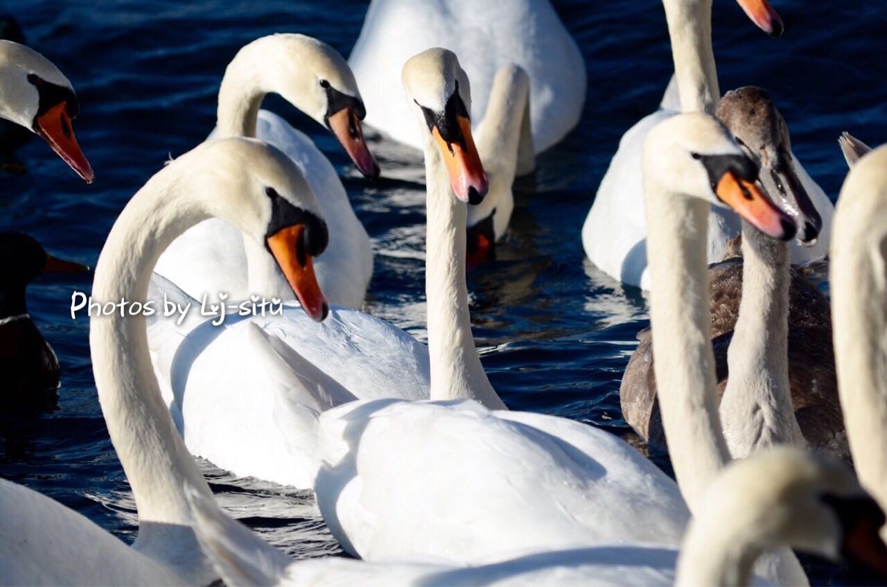 苏黎世湖：跟鸭子和天鹅做朋友