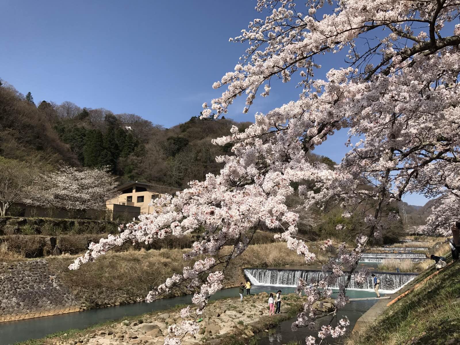 早川堤の桜並木