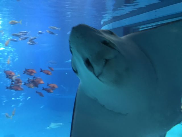 가이유칸 수족관