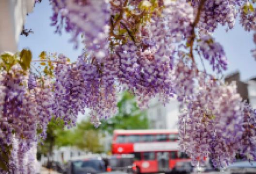 麦当劳(吉林大学店)美食图片