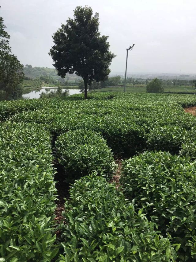 松陽大木山騎行茶園景區