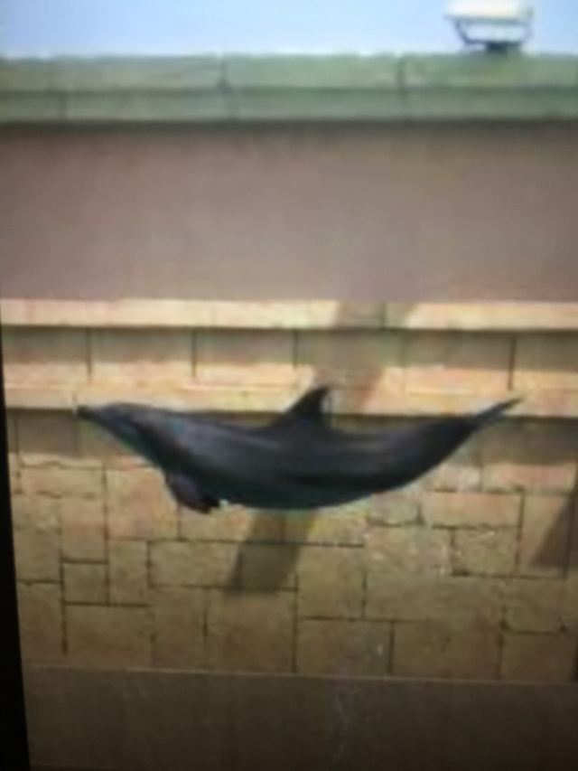 Dolphin Bay