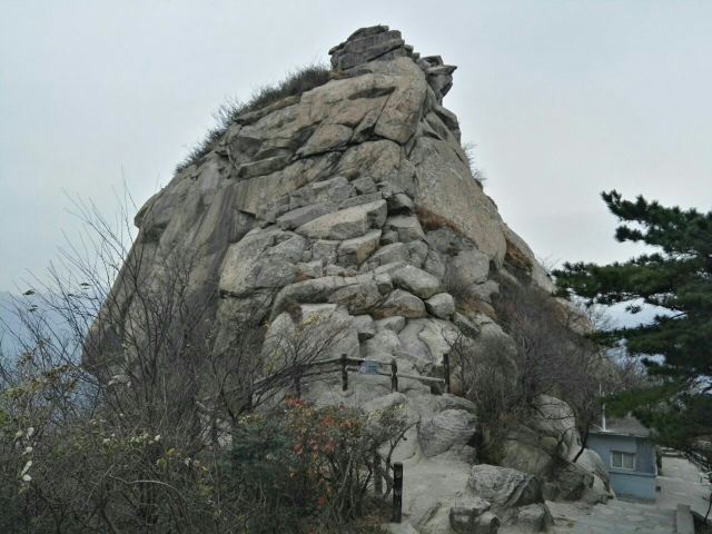 수탉 산