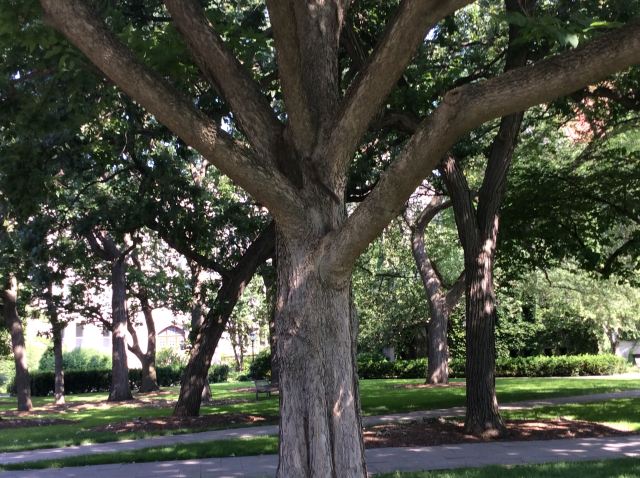 The University of Chicago