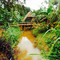 Coffee Plantation