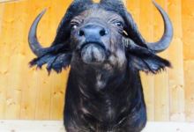 Hostal Restaurante Zamorano美食图片