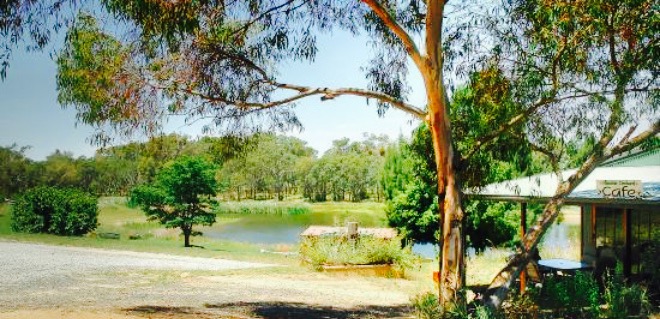 Allambie Orchard Café餐厅图片