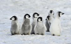 南极洲-尊敬的会员