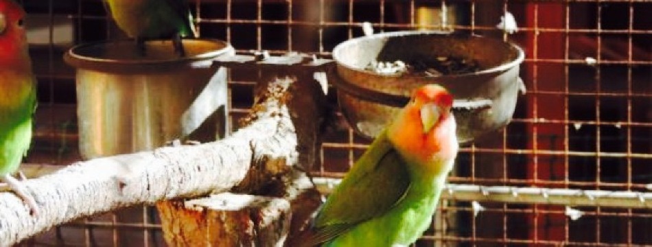 Vlooi's Nest at The Place