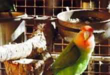 Vlooi's Nest at The Place美食图片