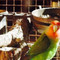 Vlooi's Nest at The Place