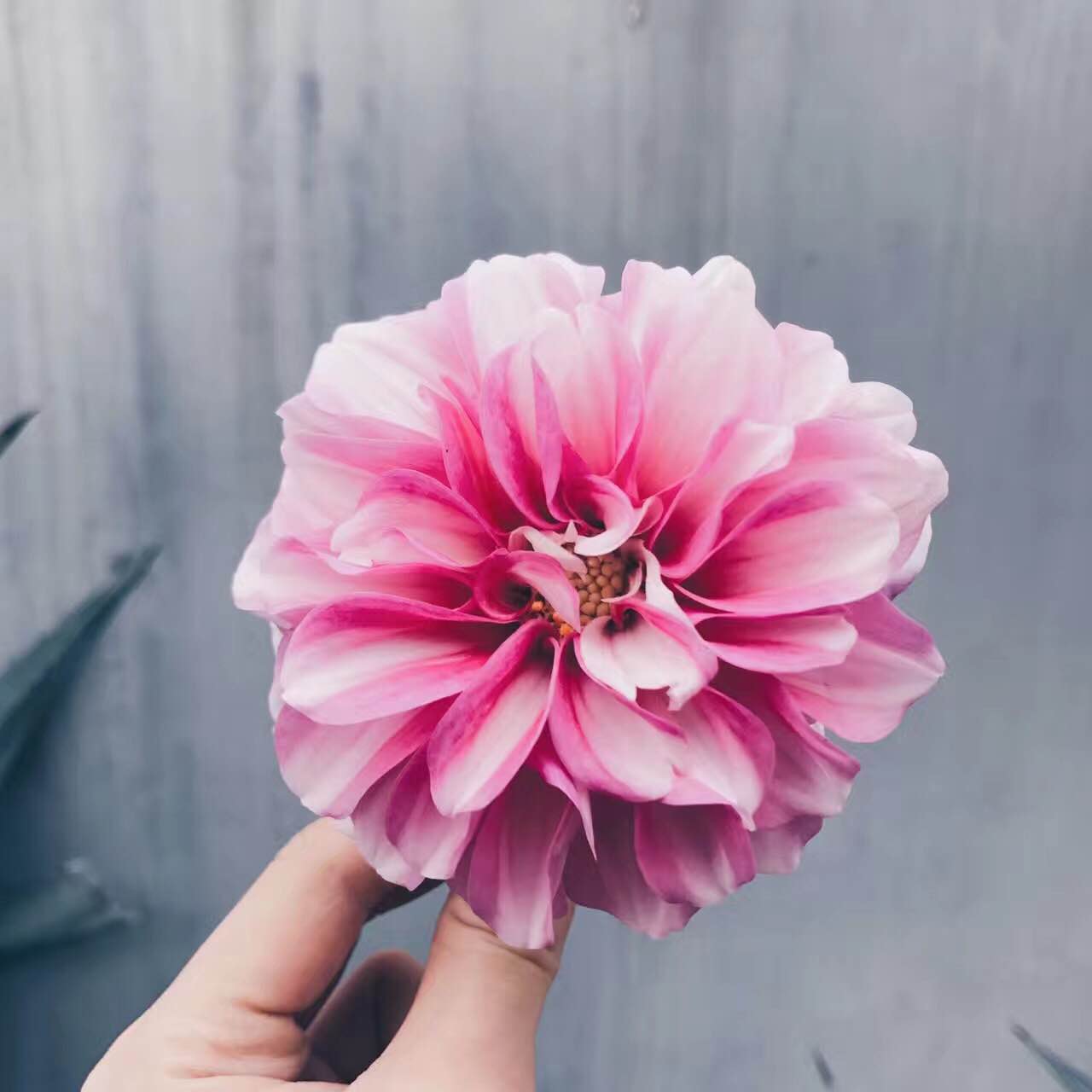 肯德基(滨海润发店)餐厅图片