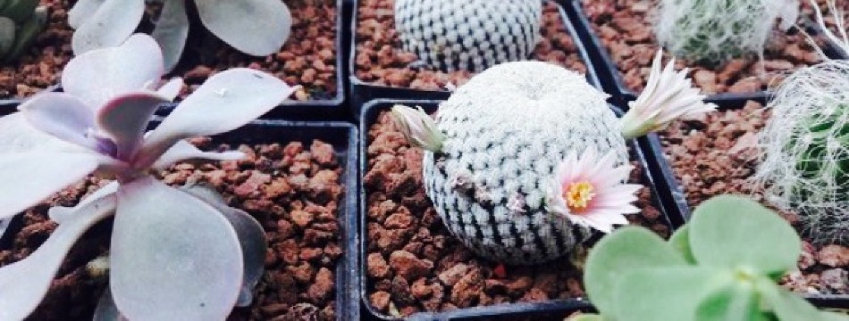 Casa Granada餐厅图片