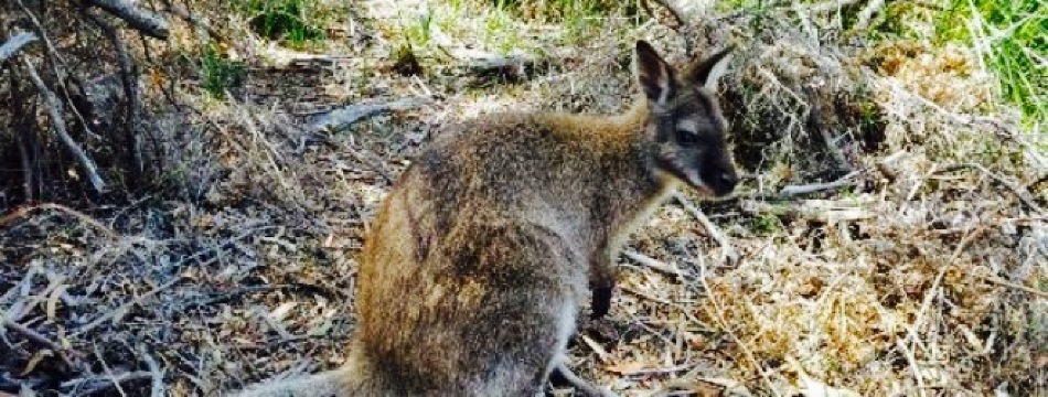 The Blue Strawberry餐厅图片