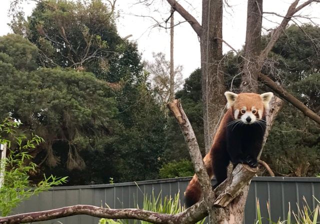 Melbourne Zoo