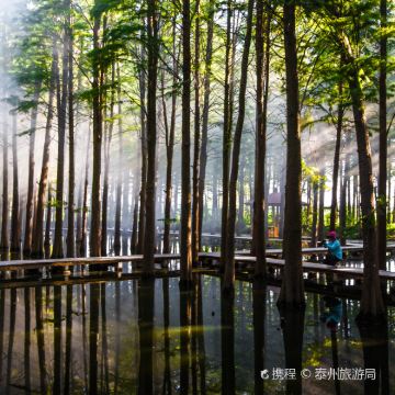 兴化李中水上森林公园+千垛景区一日游【18人内小团】