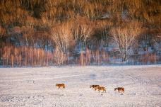 乌兰布统草原-克什克腾旗-doris圈圈
