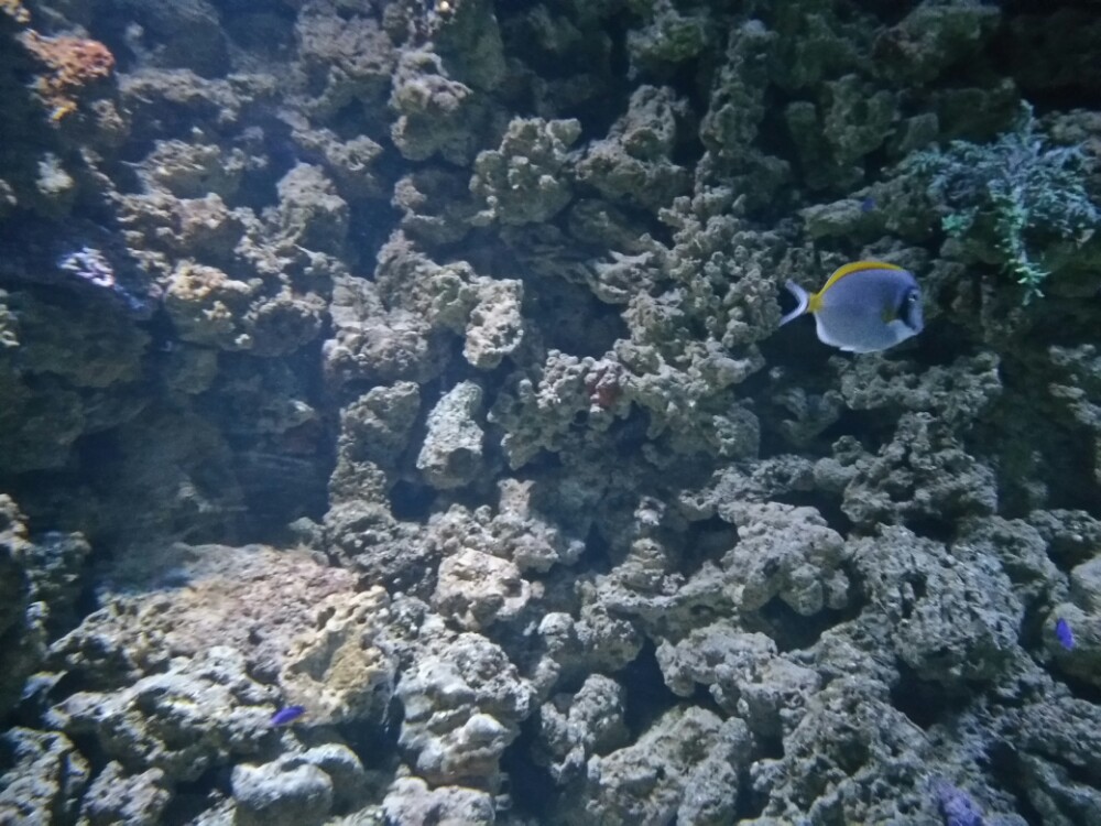 拿起你的相机，给可爱的海洋生物拍张照