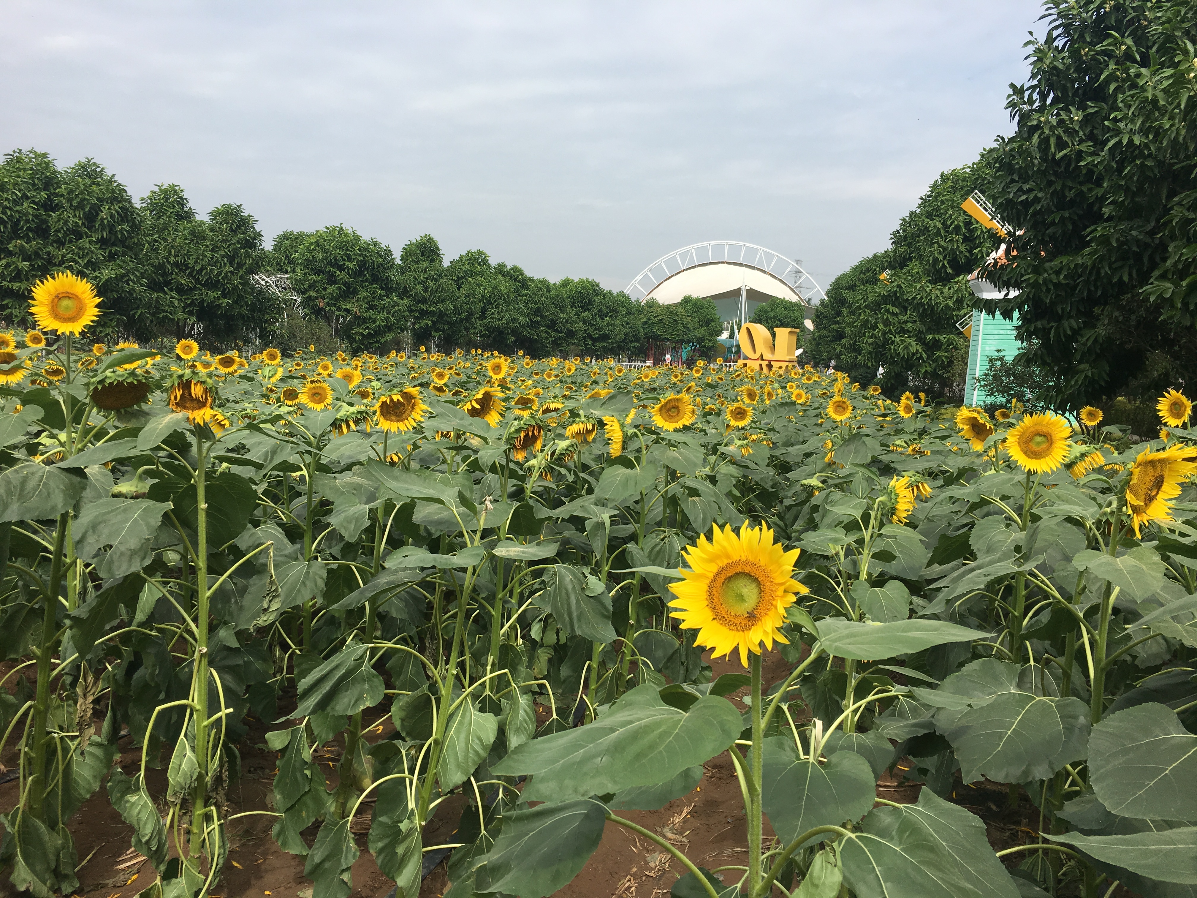 million sunflower garden | tickets, deals, reviews, family holidays