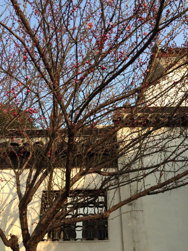 燕園