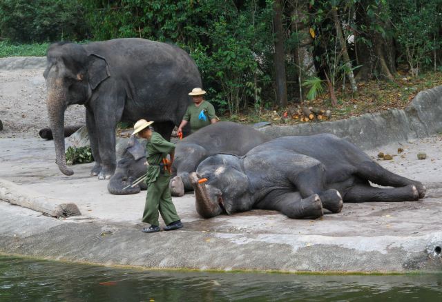 Singapore Zoo
