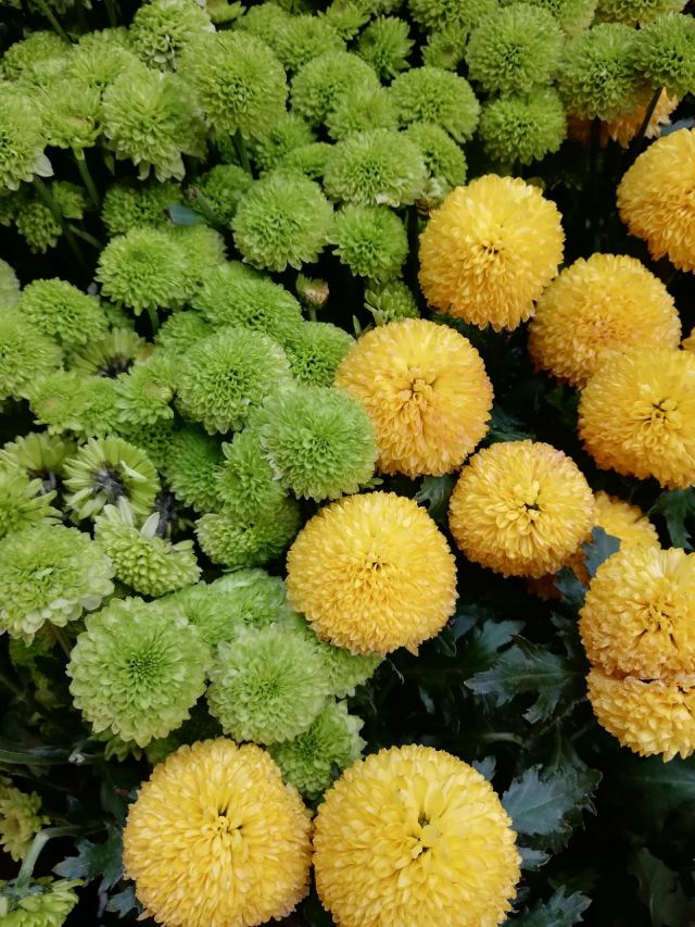 City of Flower