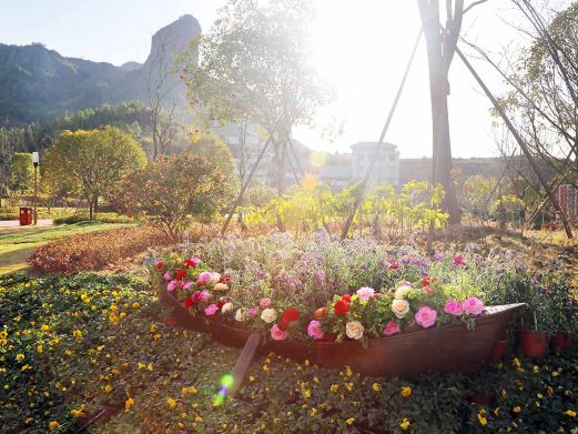 大畲花乐园